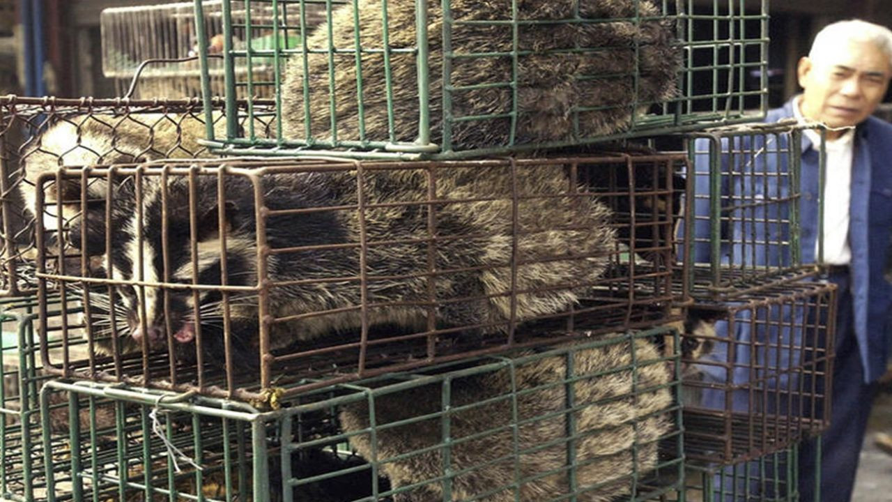 Son dakika... Çin'de 700 kedi yemek olarak servis edilmekten son anda kurtarıldı! - Sayfa 7