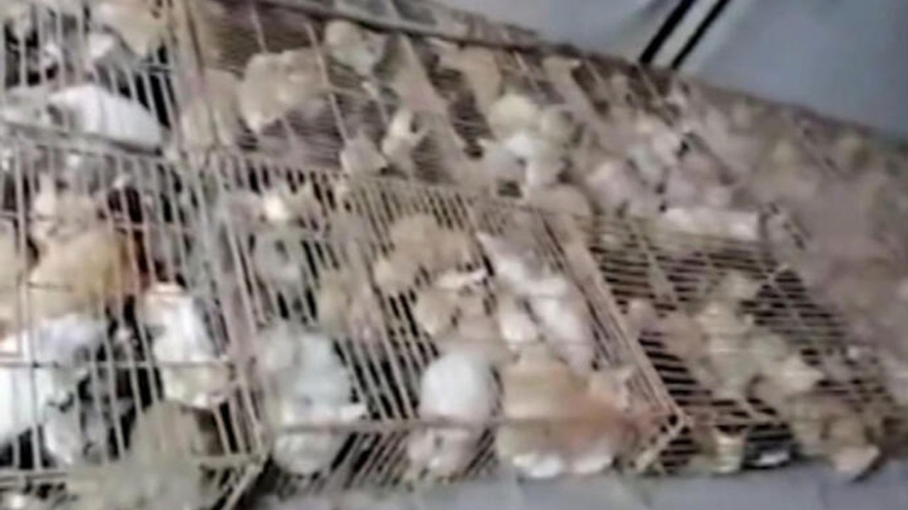 Son dakika... Çin'de 700 kedi yemek olarak servis edilmekten son anda kurtarıldı! - Sayfa 8