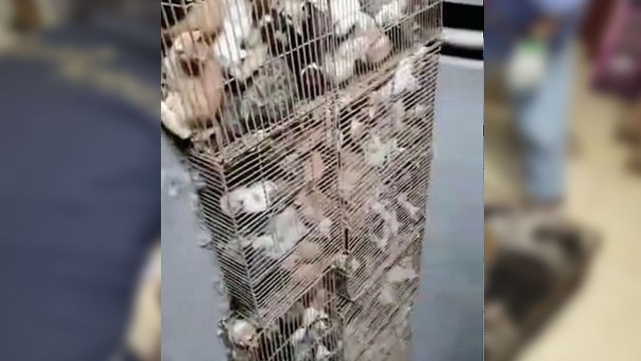 Son dakika... Çin'de 700 kedi yemek olarak servis edilmekten son anda kurtarıldı! - Sayfa 9