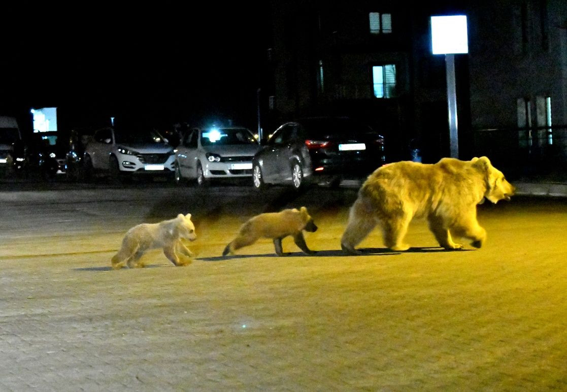 Sarıkamış'ta bozayılar ilçe merkezine indi... - Sayfa 7