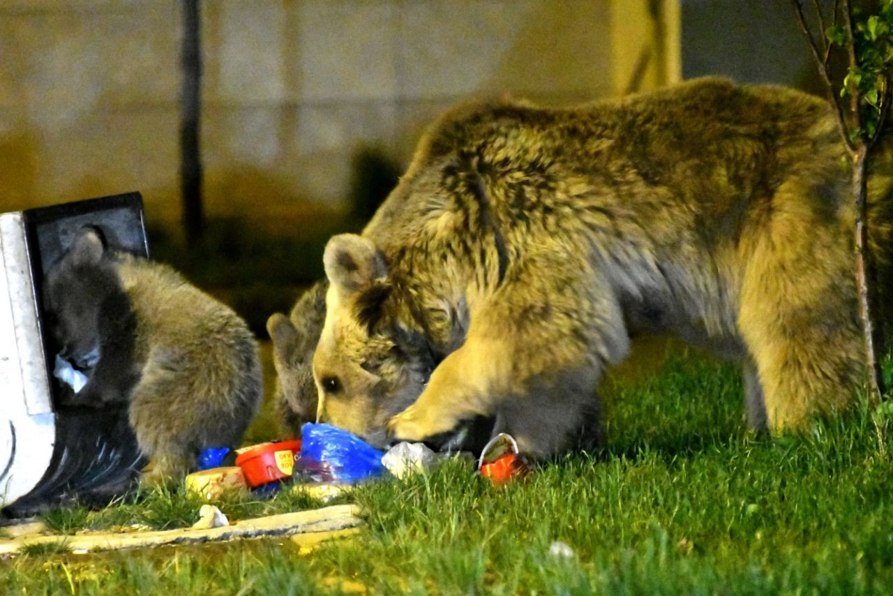 Sarıkamış'ta bozayılar ilçe merkezine indi... - Sayfa 12