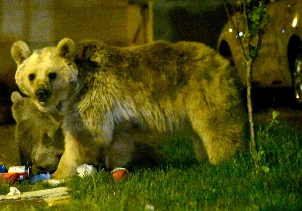 Sarıkamış'ta bozayılar ilçe merkezine indi... - Sayfa 13