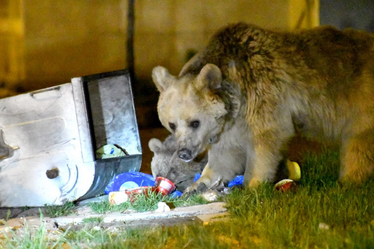 Sarıkamış'ta bozayılar ilçe merkezine indi... - Sayfa 16
