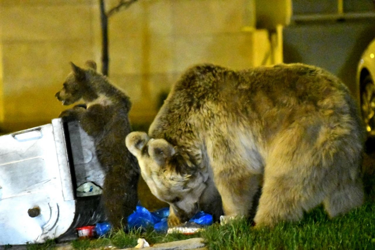 Sarıkamış'ta bozayılar ilçe merkezine indi... - Sayfa 17