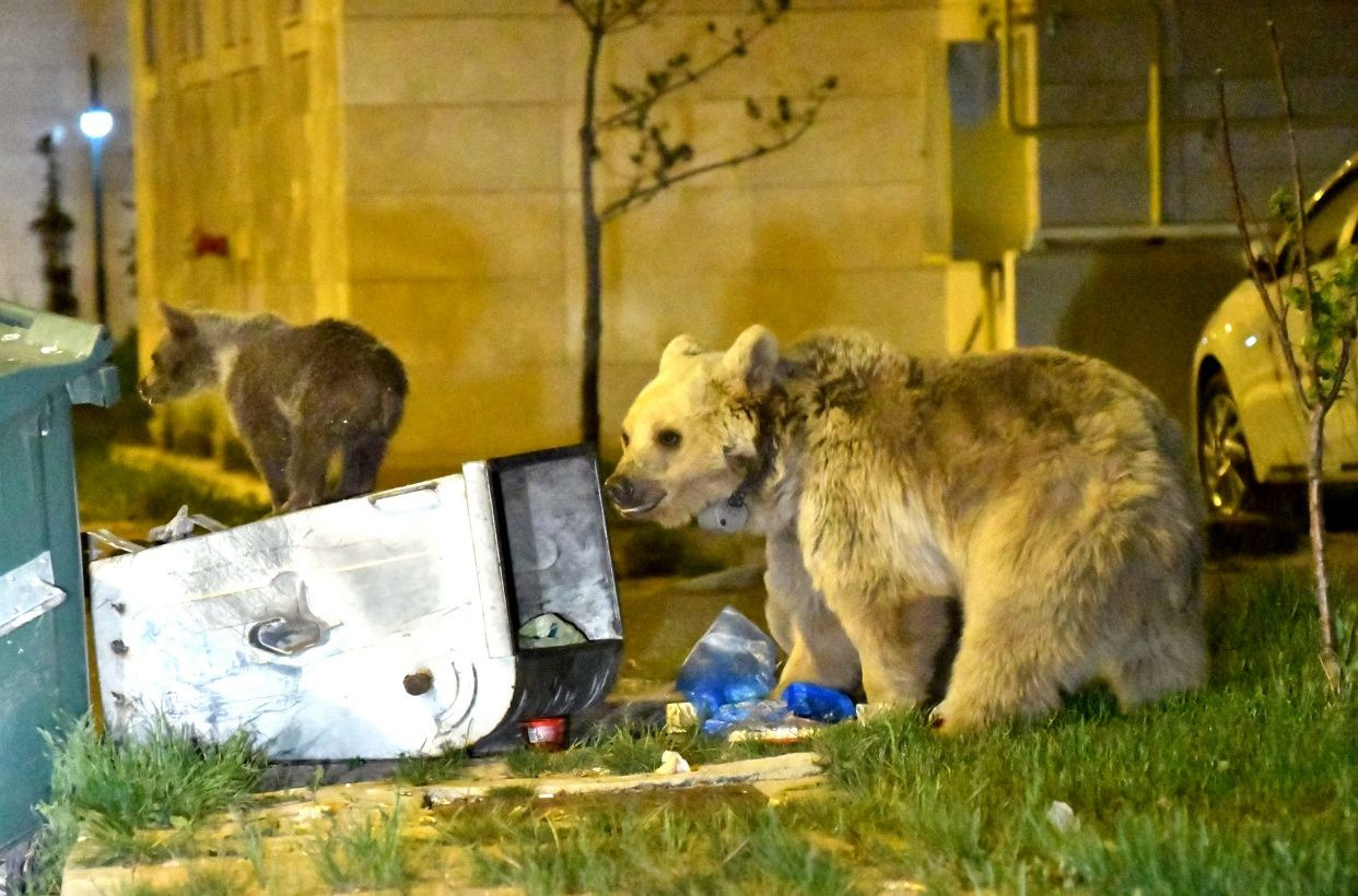 Sarıkamış'ta bozayılar ilçe merkezine indi... - Sayfa 20