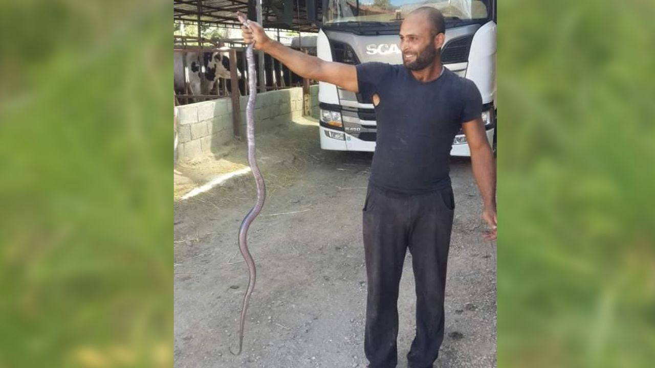 Yılan ile köpeğin karşılaştığı anlar! - Sayfa 6