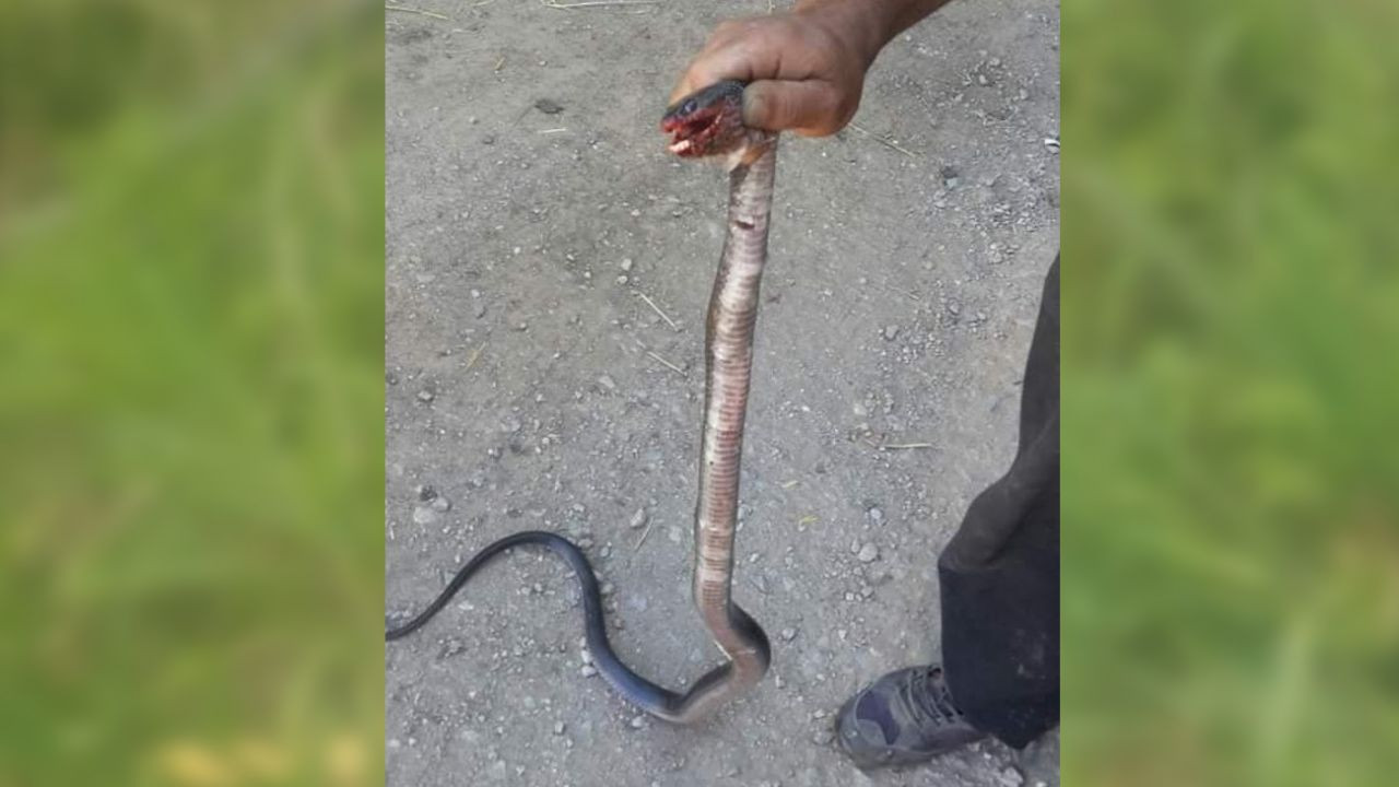 Yılan ile köpeğin karşılaştığı anlar! - Sayfa 7