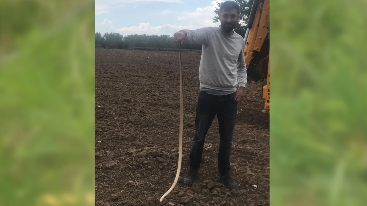 Yılan ile köpeğin karşılaştığı anlar! - Sayfa 8