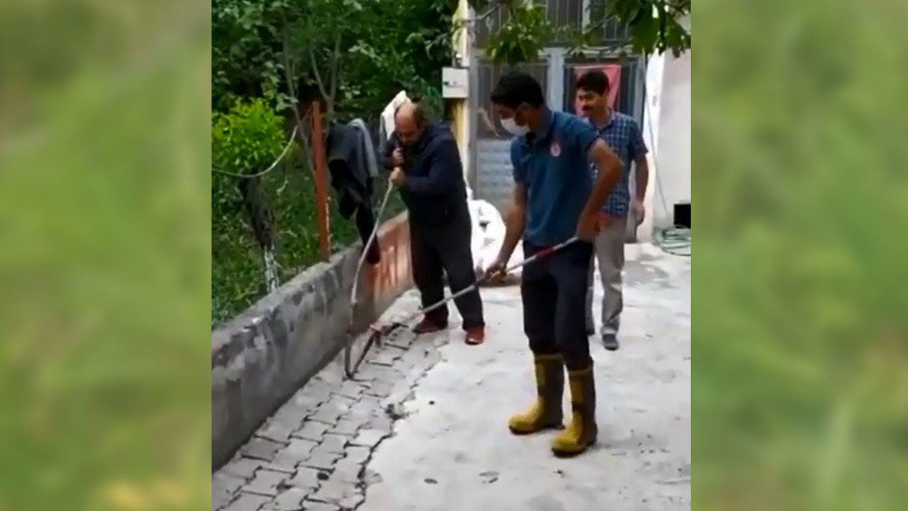 Yılan ile köpeğin karşılaştığı anlar! - Sayfa 9