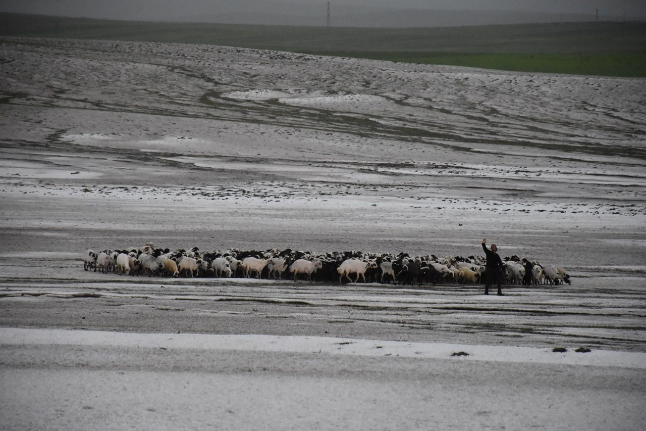 Dolu yağışı nedeniyle 50 küçükbaş hayvan telef oldu! - Sayfa 14