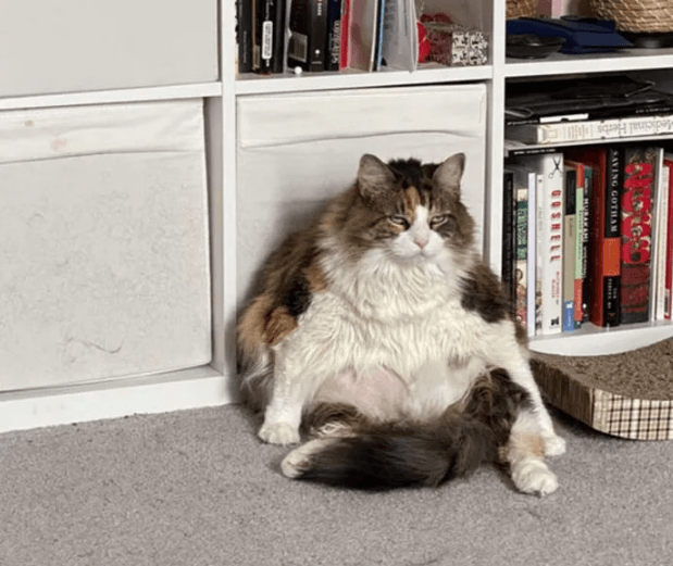 Köpeğinin duruşunu paylaştı, sosyal medya yıkıldı! - Sayfa 15