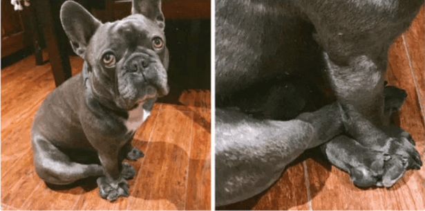 Köpeğinin duruşunu paylaştı, sosyal medya yıkıldı! - Sayfa 11