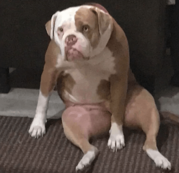 Köpeğinin duruşunu paylaştı, sosyal medya yıkıldı! - Sayfa 6