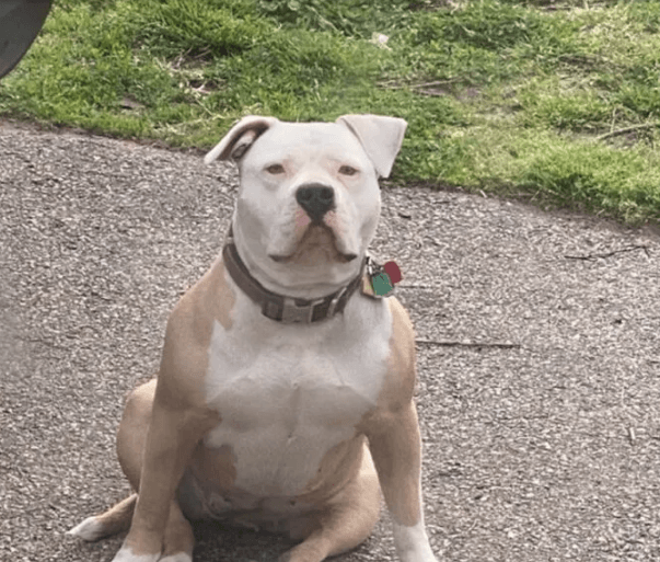 Köpeğinin duruşunu paylaştı, sosyal medya yıkıldı! - Sayfa 14