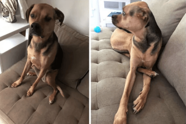 Köpeğinin duruşunu paylaştı, sosyal medya yıkıldı! - Sayfa 10