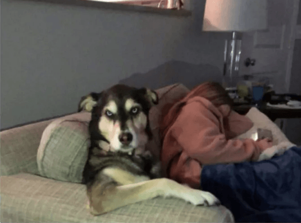 Köpeğinin duruşunu paylaştı, sosyal medya yıkıldı! - Sayfa 5