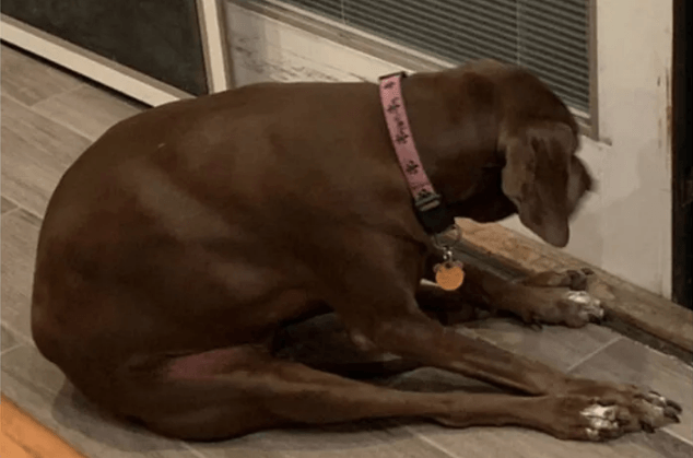 Köpeğinin duruşunu paylaştı, sosyal medya yıkıldı! - Sayfa 23