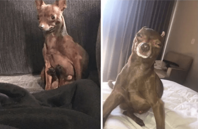 Köpeğinin duruşunu paylaştı, sosyal medya yıkıldı! - Sayfa 19