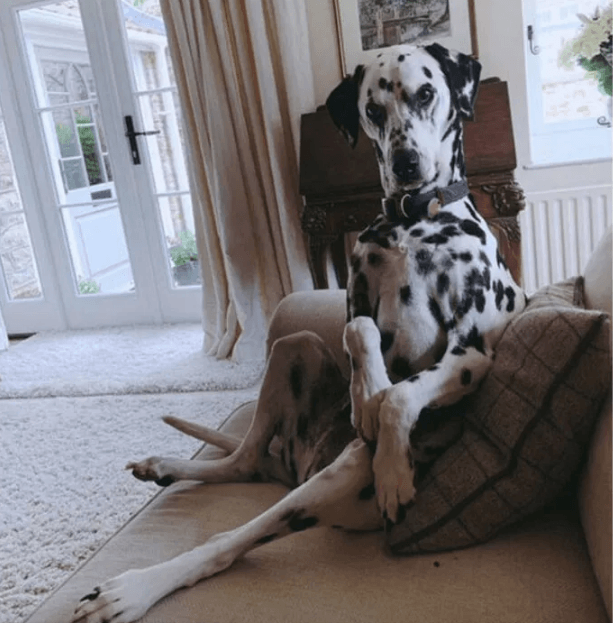 Köpeğinin duruşunu paylaştı, sosyal medya yıkıldı! - Sayfa 9