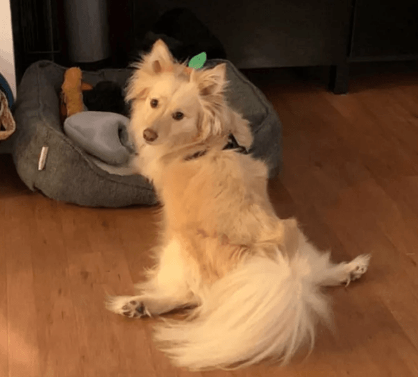 Köpeğinin duruşunu paylaştı, sosyal medya yıkıldı! - Sayfa 13