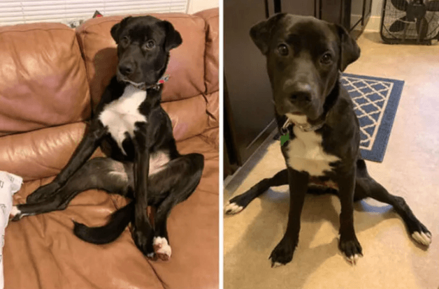 Köpeğinin duruşunu paylaştı, sosyal medya yıkıldı! - Sayfa 22