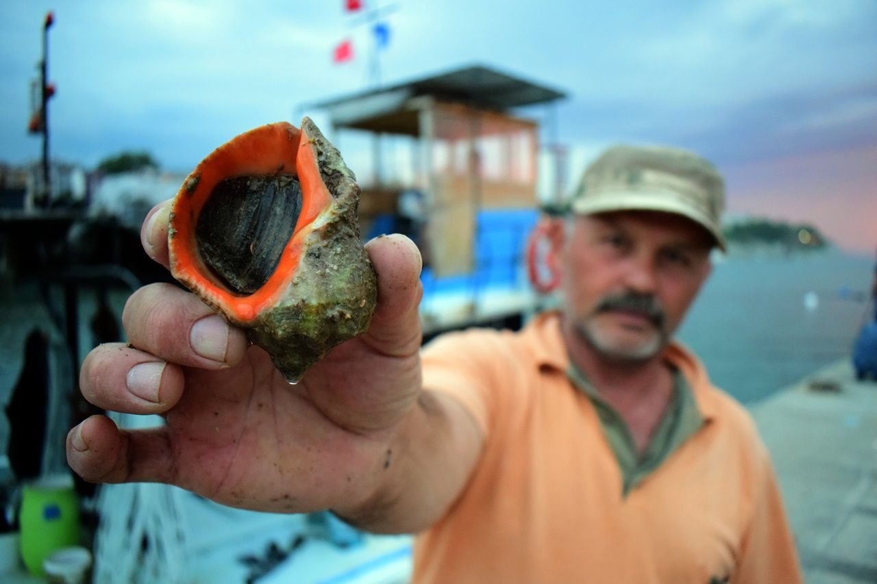 Uzak Doğu'nun gözü Akçakoca'nın deniz salyangozlarında! - Sayfa 11