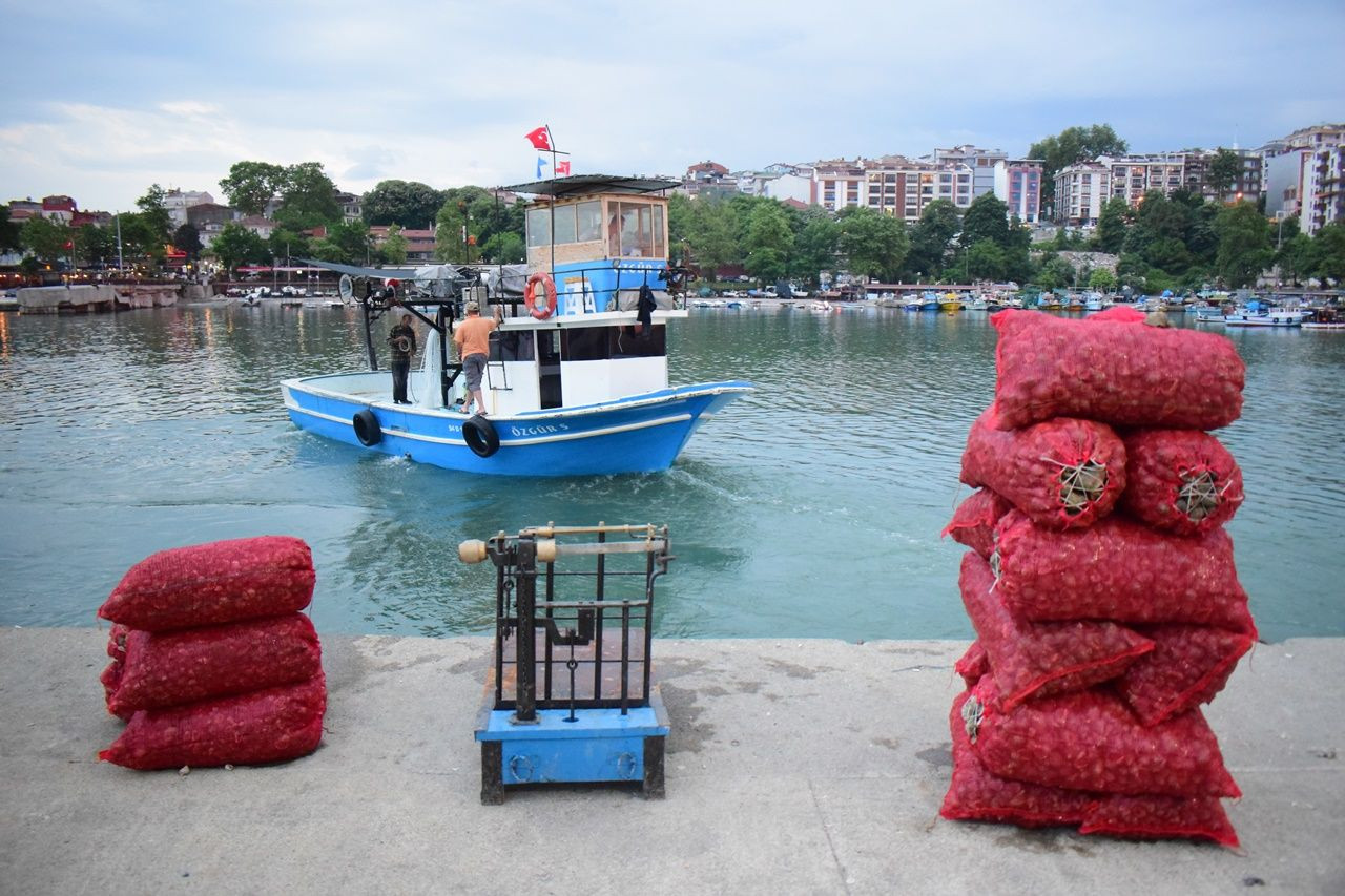 Uzak Doğu'nun gözü Akçakoca'nın deniz salyangozlarında! - Sayfa 12