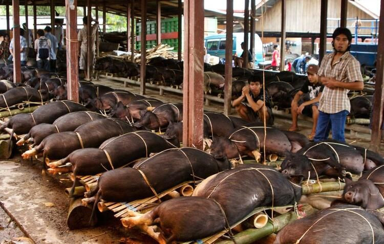 O hayvanda farklı korona türleri bulundu - Sayfa 12