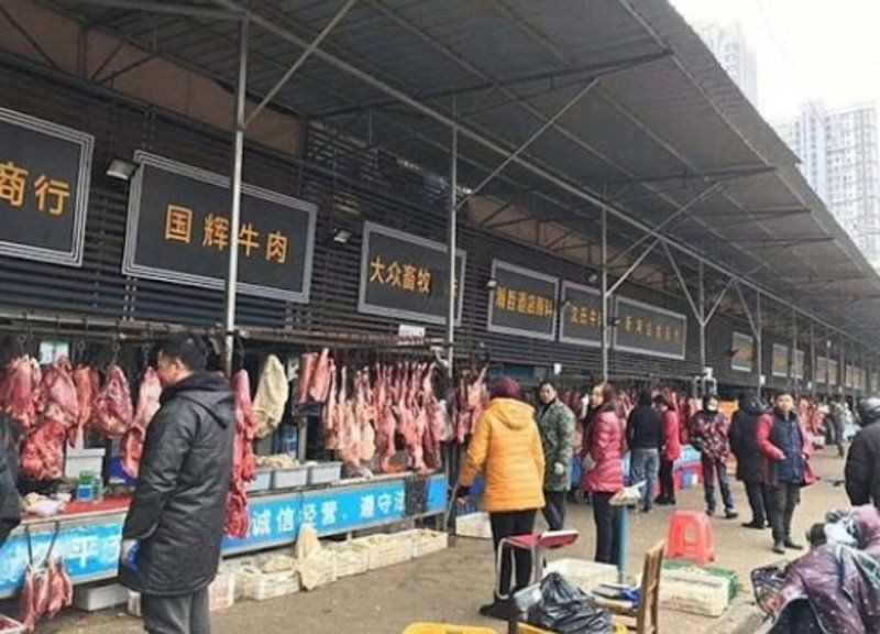 O hayvanda farklı korona türleri bulundu - Sayfa 6