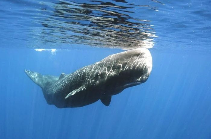 Okulda öğrenemeyeceğiniz birbirinden ilginç bilgiler! - Sayfa 12