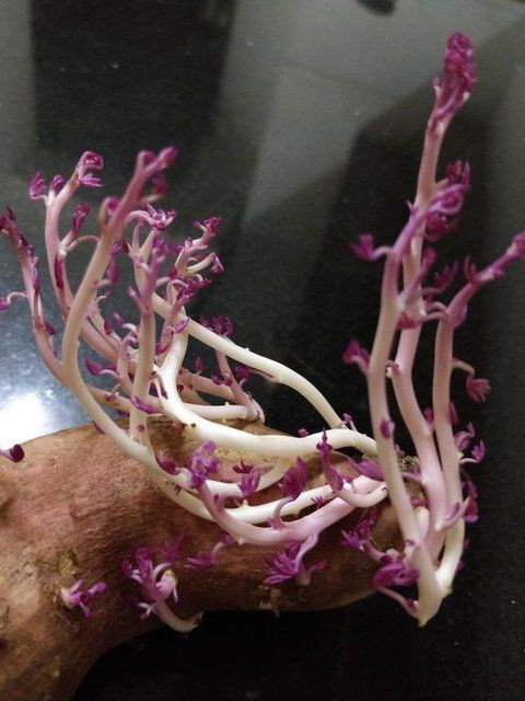 Korona nedeniyle 3 ay evini kapattı, döndüğünde gördüklerine inanamadı - Sayfa 21