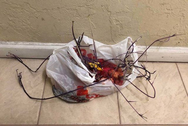 Korona nedeniyle 3 ay evini kapattı, döndüğünde gördüklerine inanamadı - Sayfa 26