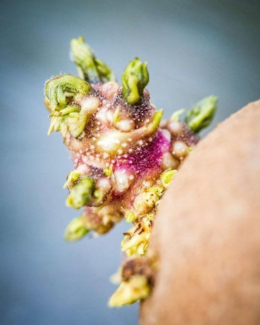 Korona nedeniyle 3 ay evini kapattı, döndüğünde gördüklerine inanamadı - Sayfa 12