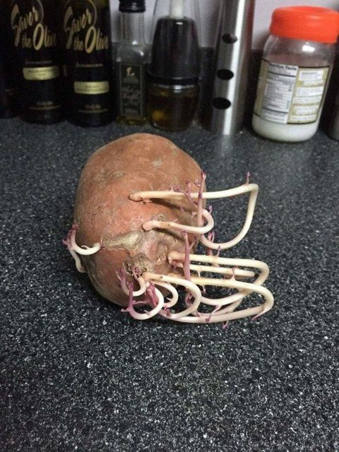 Korona nedeniyle 3 ay evini kapattı, döndüğünde gördüklerine inanamadı - Sayfa 7