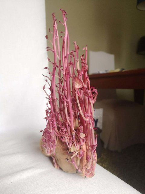 Korona nedeniyle 3 ay evini kapattı, döndüğünde gördüklerine inanamadı - Sayfa 5