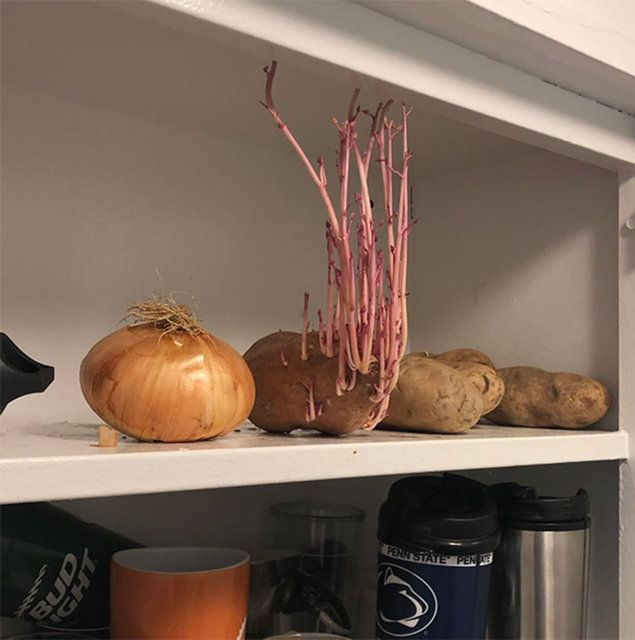 Korona nedeniyle 3 ay evini kapattı, döndüğünde gördüklerine inanamadı - Sayfa 15