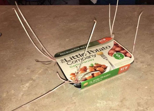 Korona nedeniyle 3 ay evini kapattı, döndüğünde gördüklerine inanamadı - Sayfa 8