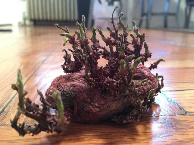 Korona nedeniyle 3 ay evini kapattı, döndüğünde gördüklerine inanamadı - Sayfa 6