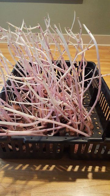 Korona nedeniyle 3 ay evini kapattı, döndüğünde gördüklerine inanamadı - Sayfa 25