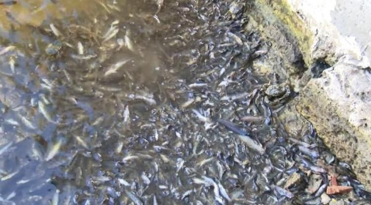 Küçükçekmece Gölü'nde tedirgin eden görüntüler - Sayfa 6