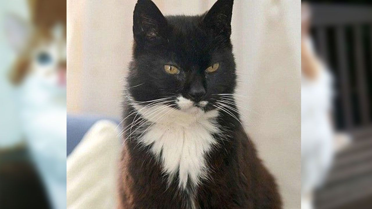 Dünyanın en yaşlı kedisi Rubble öldü - Sayfa 6