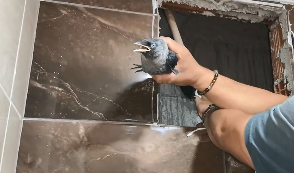 En yakın dostu karga! 'İsmini Bahattin koydum' - Sayfa 12