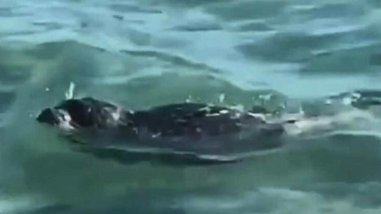 Sahilde buldular! Kimse ne olduğunu anlayamadı - Sayfa 13