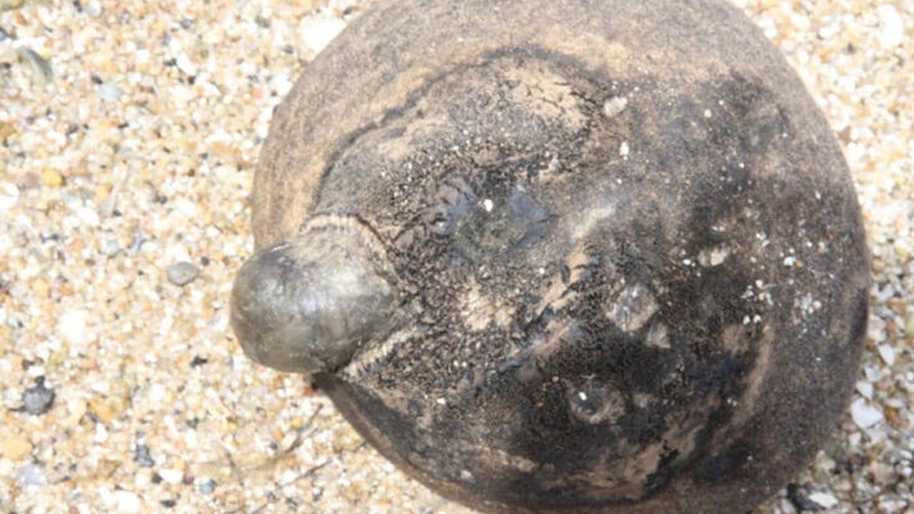 Sahilde buldular! Kimse ne olduğunu anlayamadı - Sayfa 6