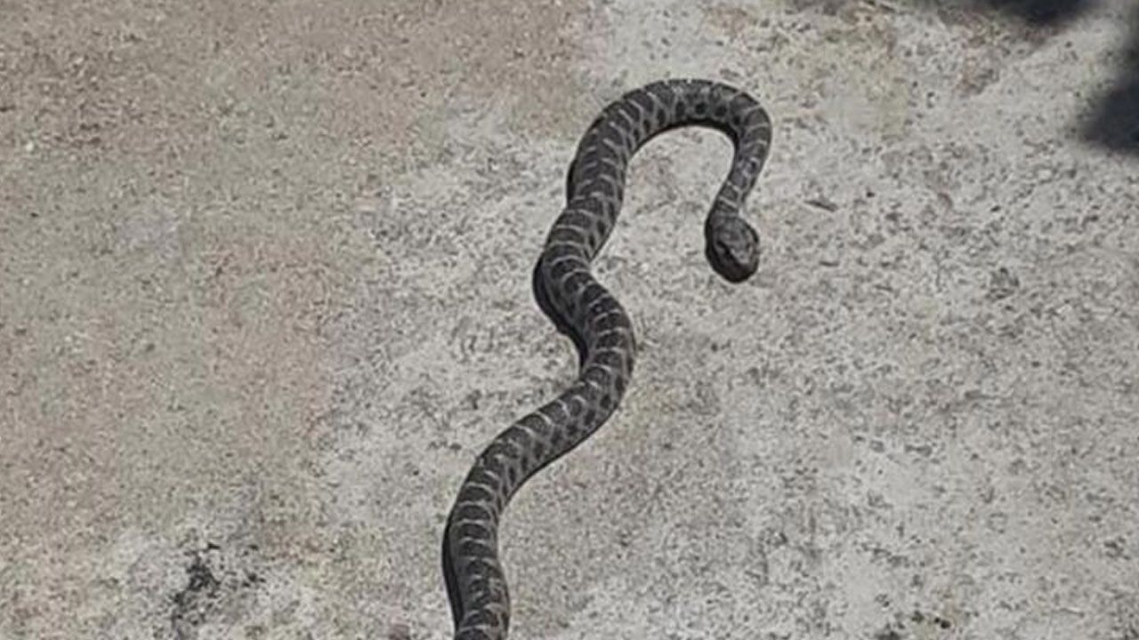 Denizli'de yılan ve akrep paniği! Onlarca kişi hastaneye koştu - Sayfa 11