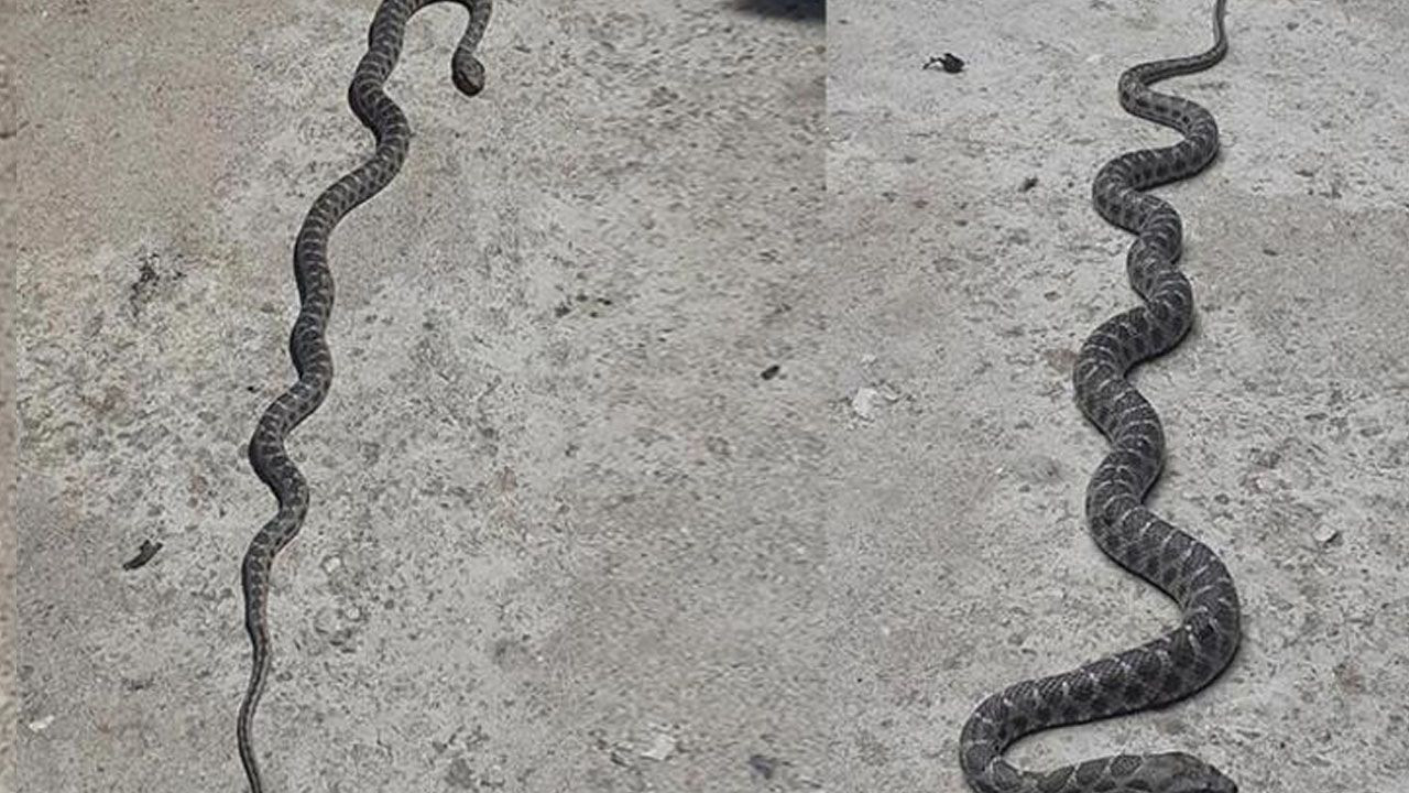 Denizli'de yılan ve akrep paniği! Onlarca kişi hastaneye koştu - Sayfa 12