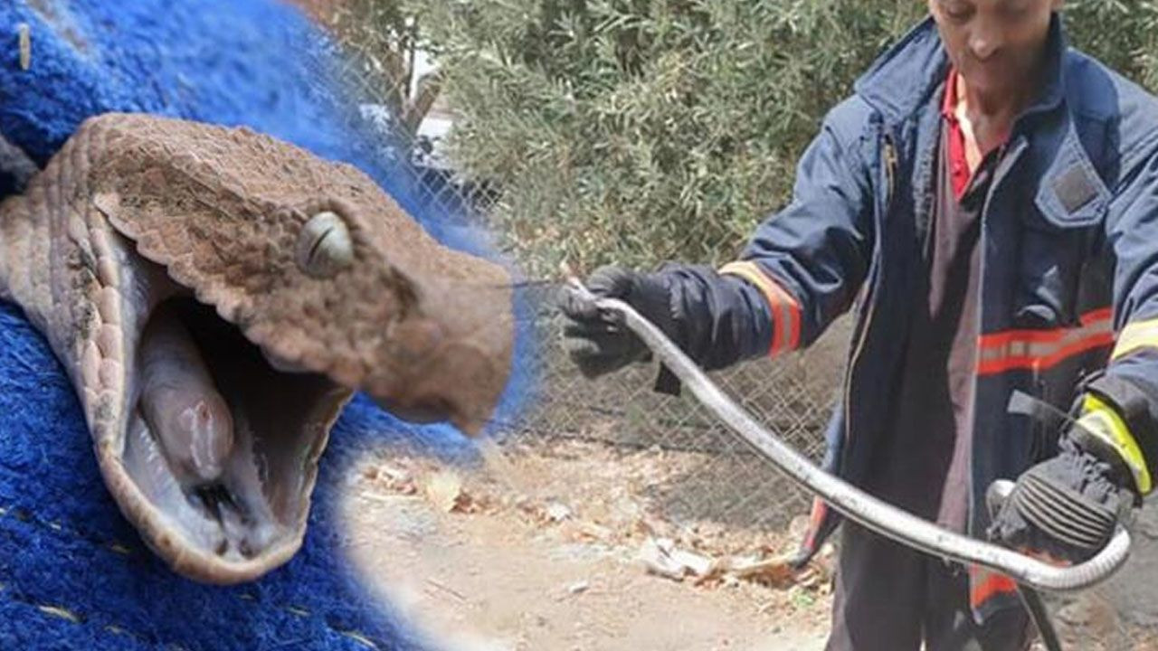 Denizli'de yılan ve akrep paniği! Onlarca kişi hastaneye koştu - Sayfa 5