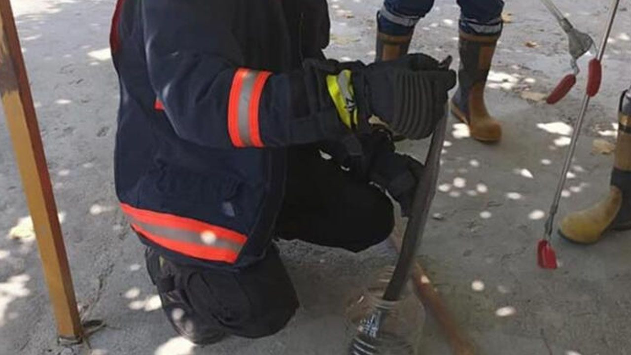 Denizli'de yılan ve akrep paniği! Onlarca kişi hastaneye koştu - Sayfa 7