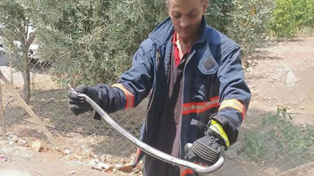 Denizli'de yılan ve akrep paniği! Onlarca kişi hastaneye koştu - Sayfa 8