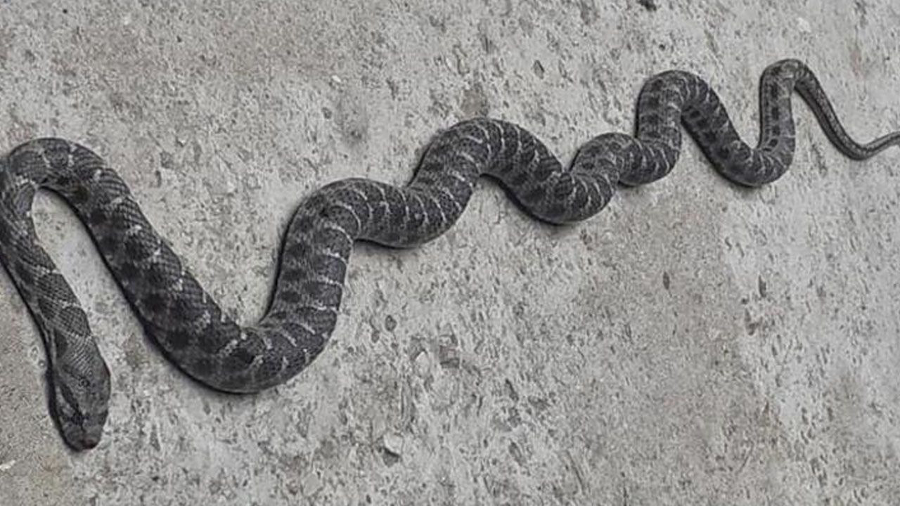 Denizli'de yılan ve akrep paniği! Onlarca kişi hastaneye koştu - Sayfa 9